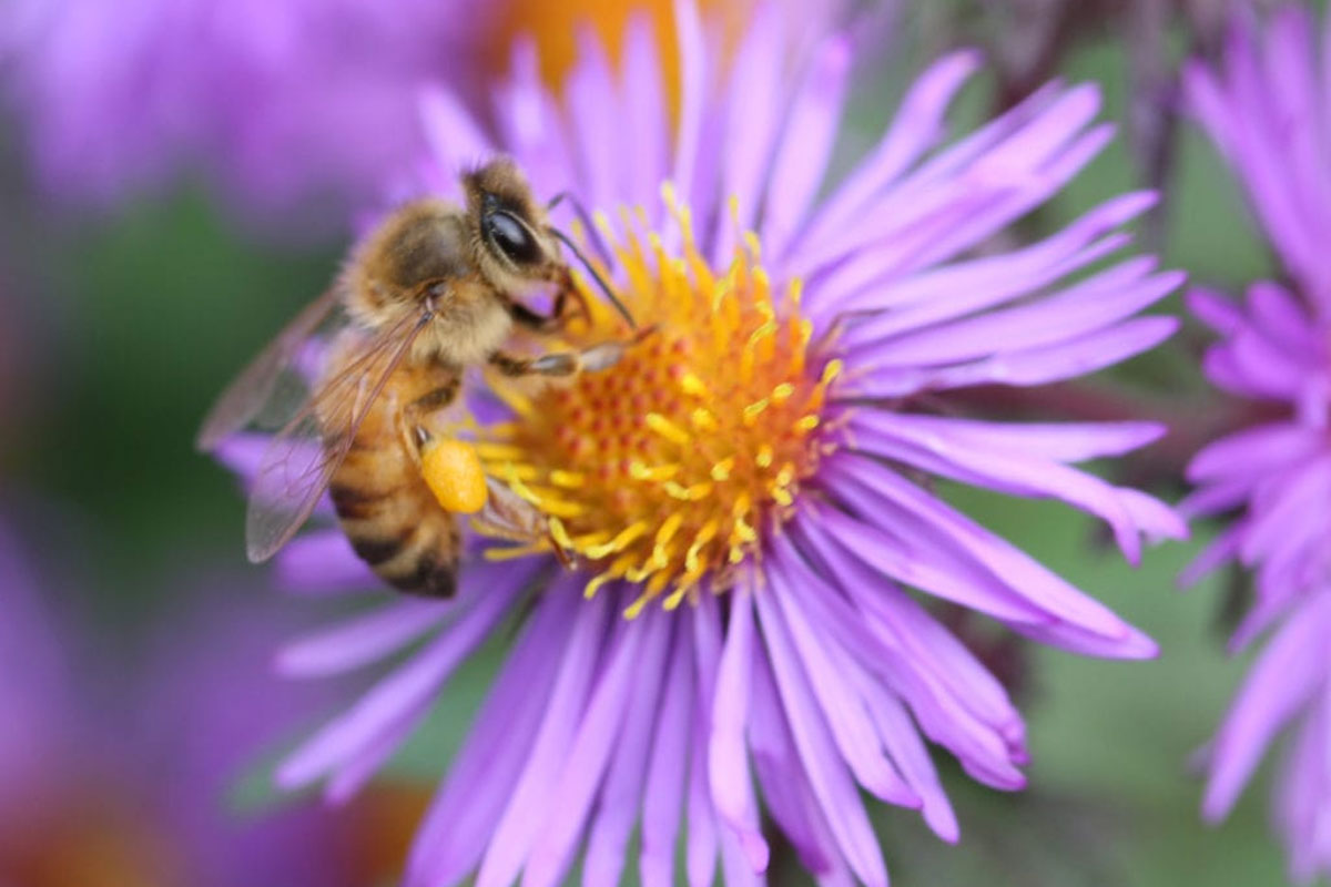 pollinator garden 122521