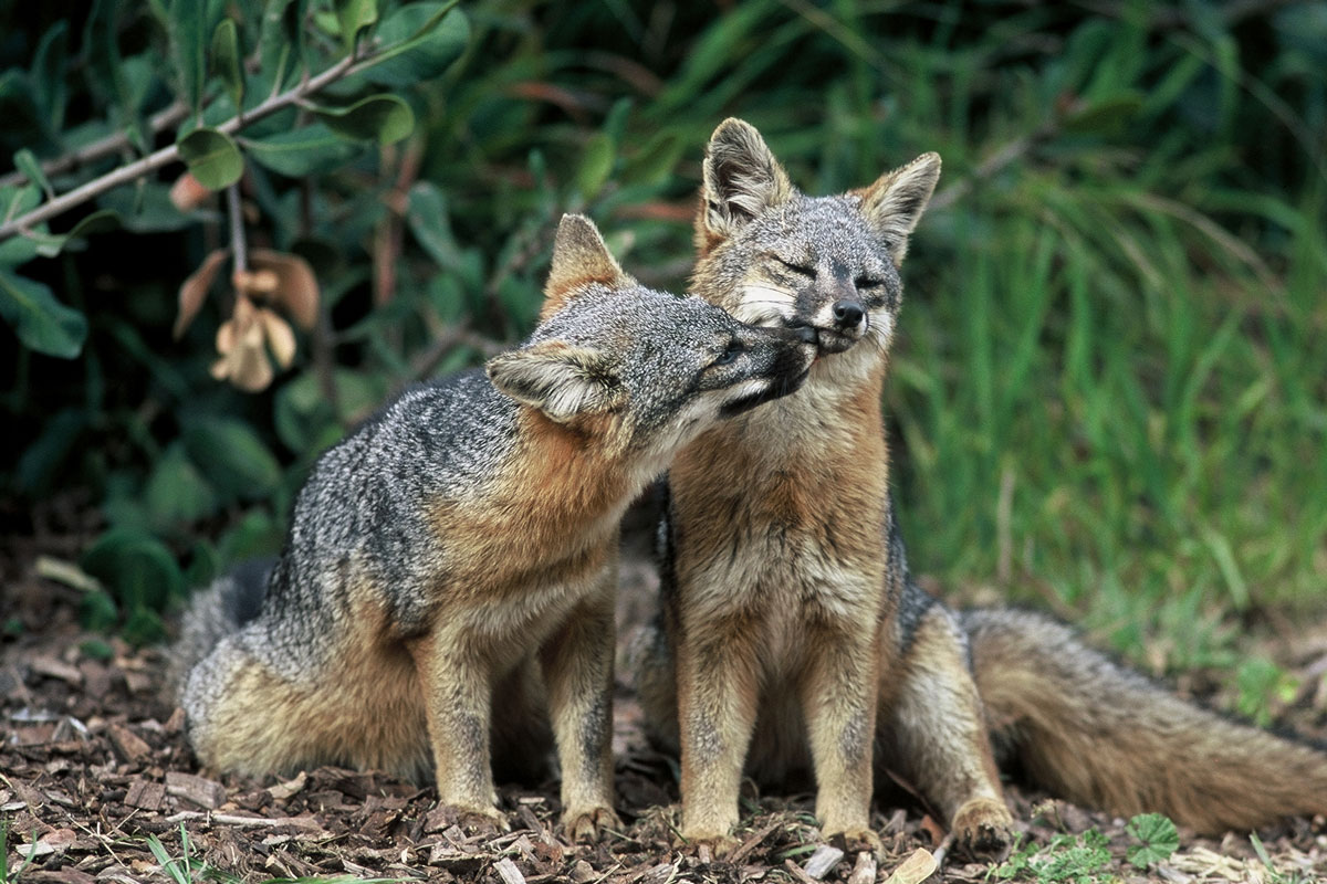grayfox 050825